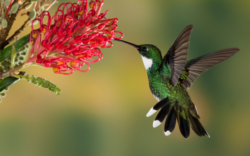 A picture of a hummingbird