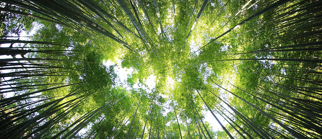 Grow ashes into a tree