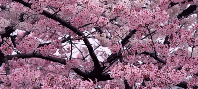 Memorial Trees: 16 Varieties Memorial Trees: 16 Varieties