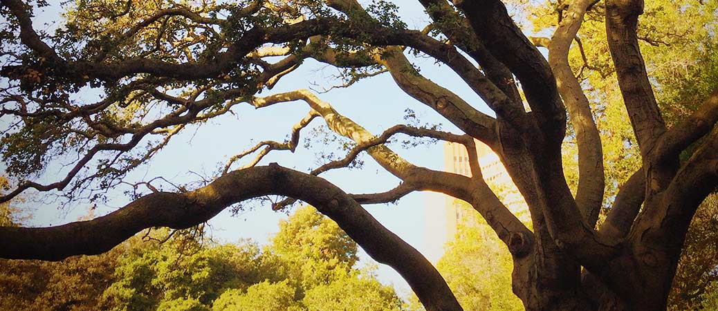 Can ashes be put in a tree?