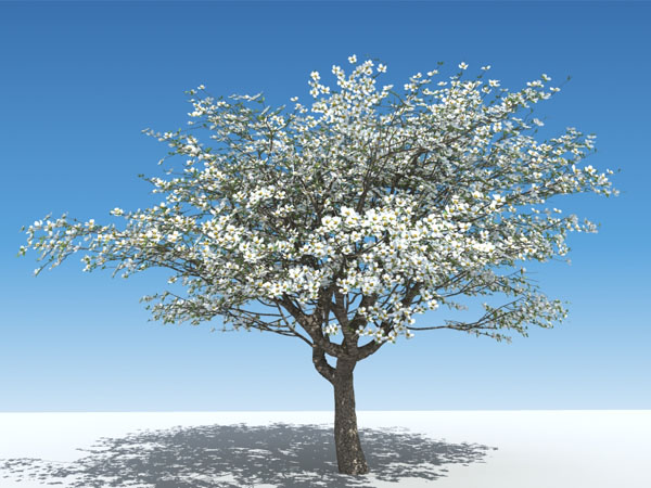 Memorial Tree Urns: Plant a Tree from a Loved One's Remains
