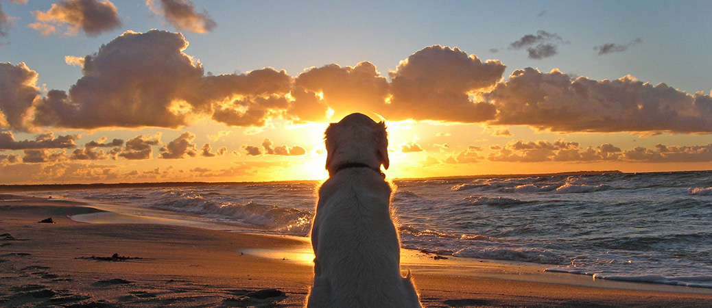 Options for disposition of pets