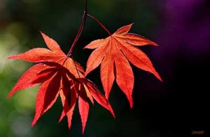 Japanese Maple poem
