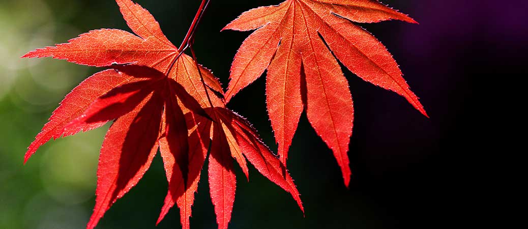 Japanese Maple by Clive James
