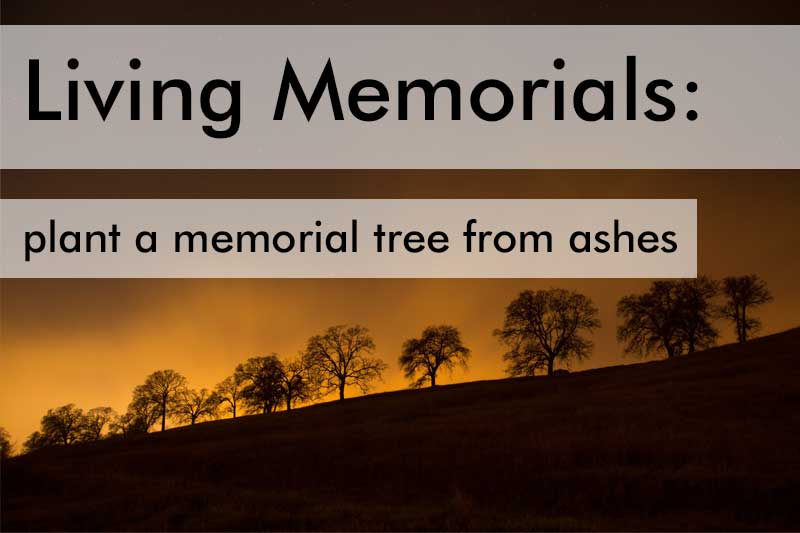 Plant a memorial tree from ashes