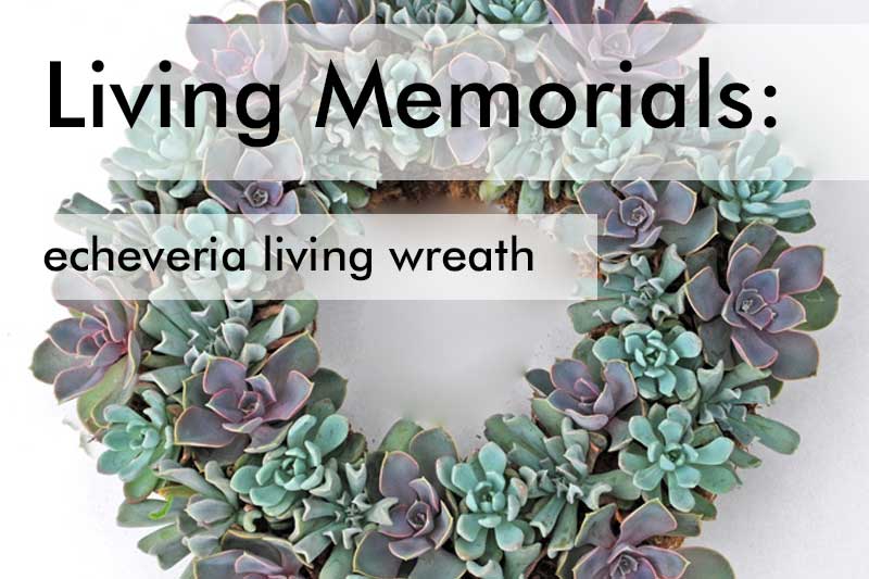 Living Sympathy Wreath