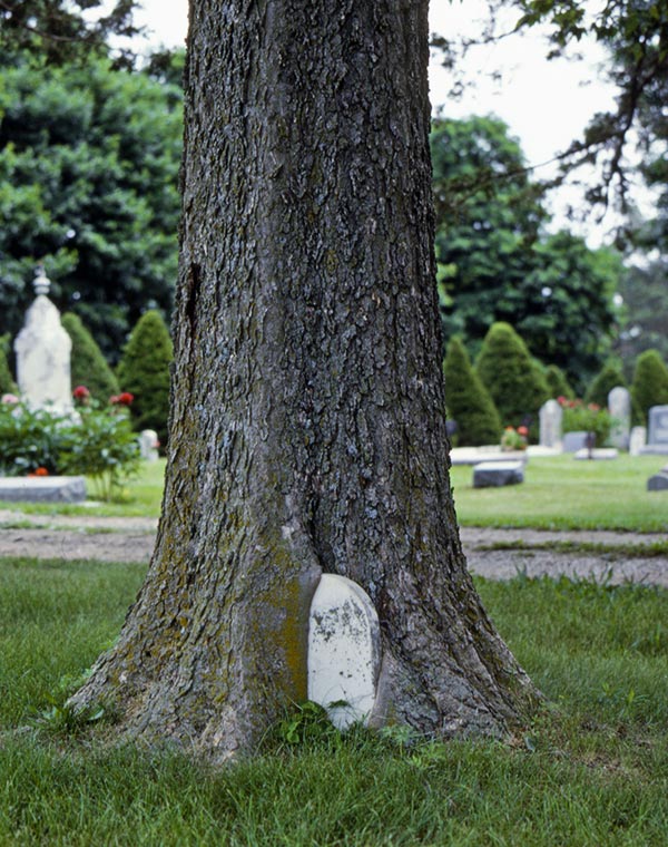 Interesting Funeral Photos - Tombstone Tree