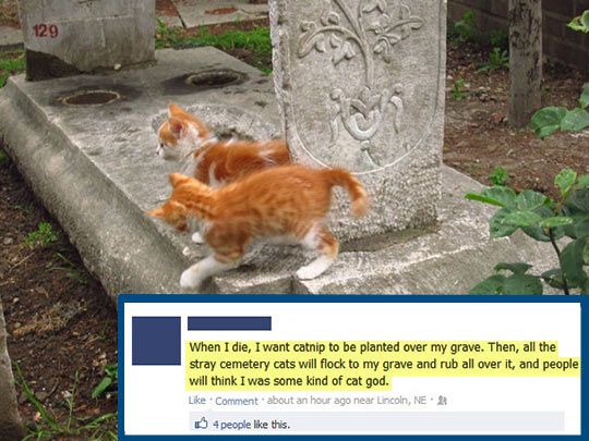 Catnip Funeral Humor