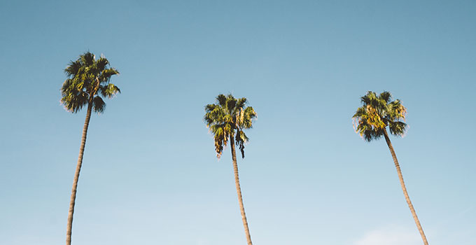 Plant a Tree in Memory of a Loved One