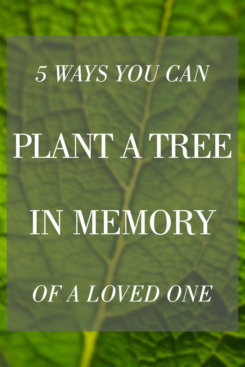 5 Ways You Can Plant a Tree in Memory of a Loved One 