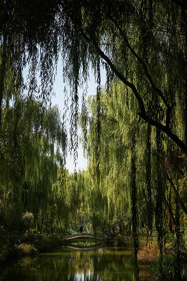 Willow Trees