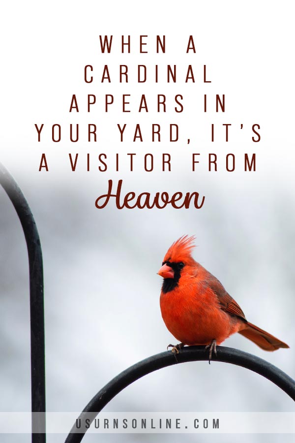 Cardinals as 'messengers from heaven': What does it mean when you