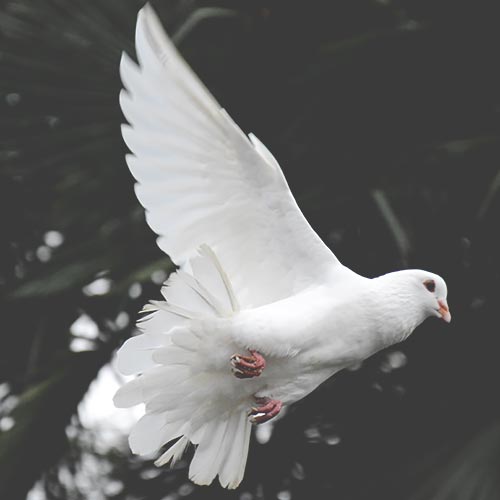 Ideas for Memorial Service - Release Doves