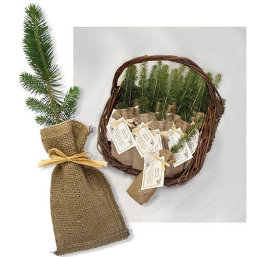 Memorial Tree Seedlings - Funeral Favors