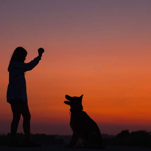 Pet Memorials
