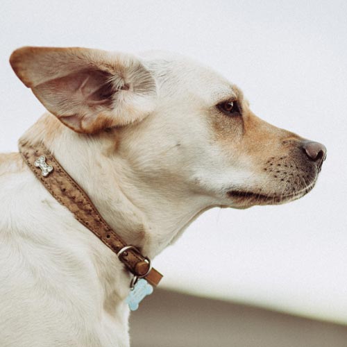 Turn your pet's collar into a memorial bracelet