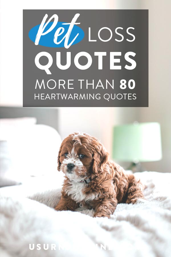 Pet Loss Quotes