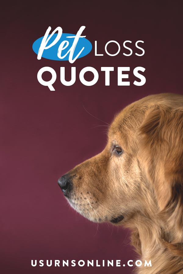 Sympathy Quotes for Pet Loss