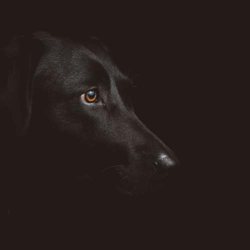 Creative Pet Memorial Ideas