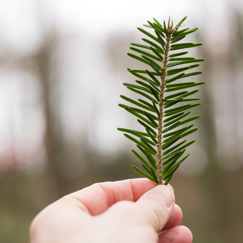 Memorial Tree Sympathy Gifts for Men