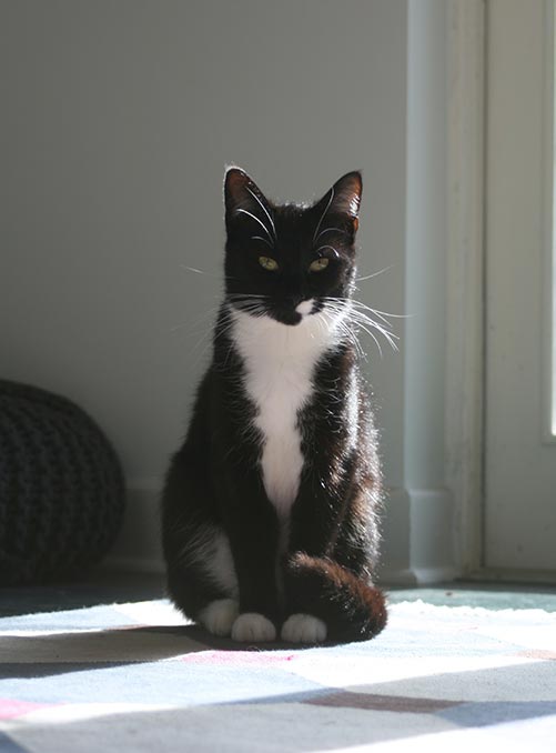 Tuxedo urn for black and white cats