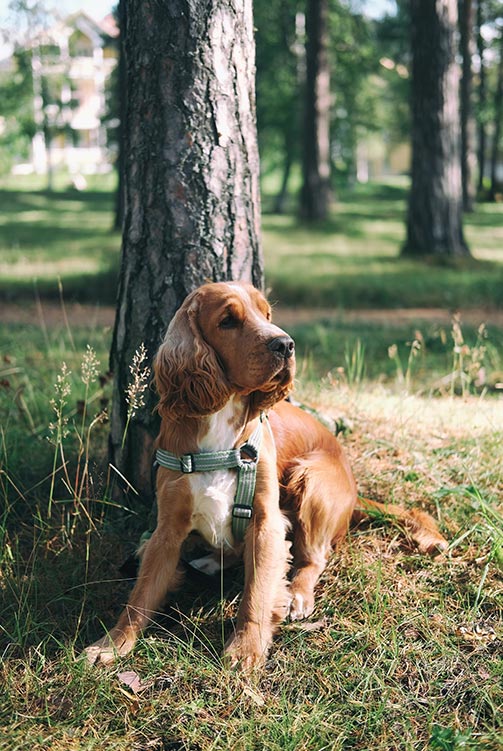 Plant a Tree in Your Dog's Honor