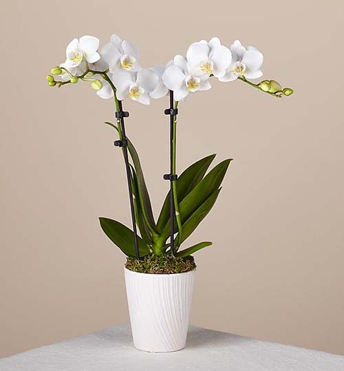 Bliss White Orchid