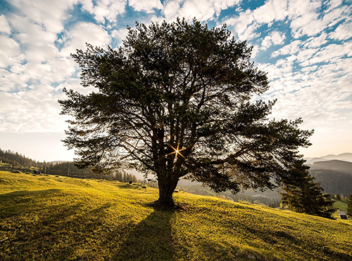 Sympathy Gifts - Dedicated Memorial Tree