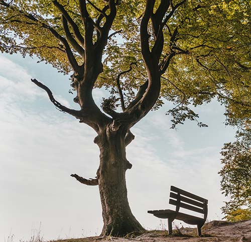 tree planted in their honor