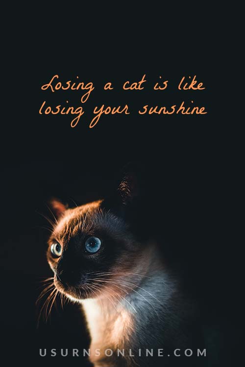 sympathy messages for loss of pet - losing a cat