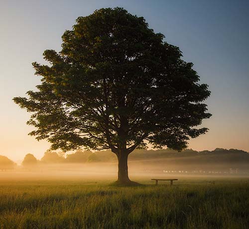 sympathy gifts for loss of a brother - memorial tree