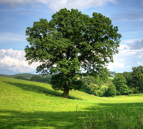 Plant a Memorial Tree