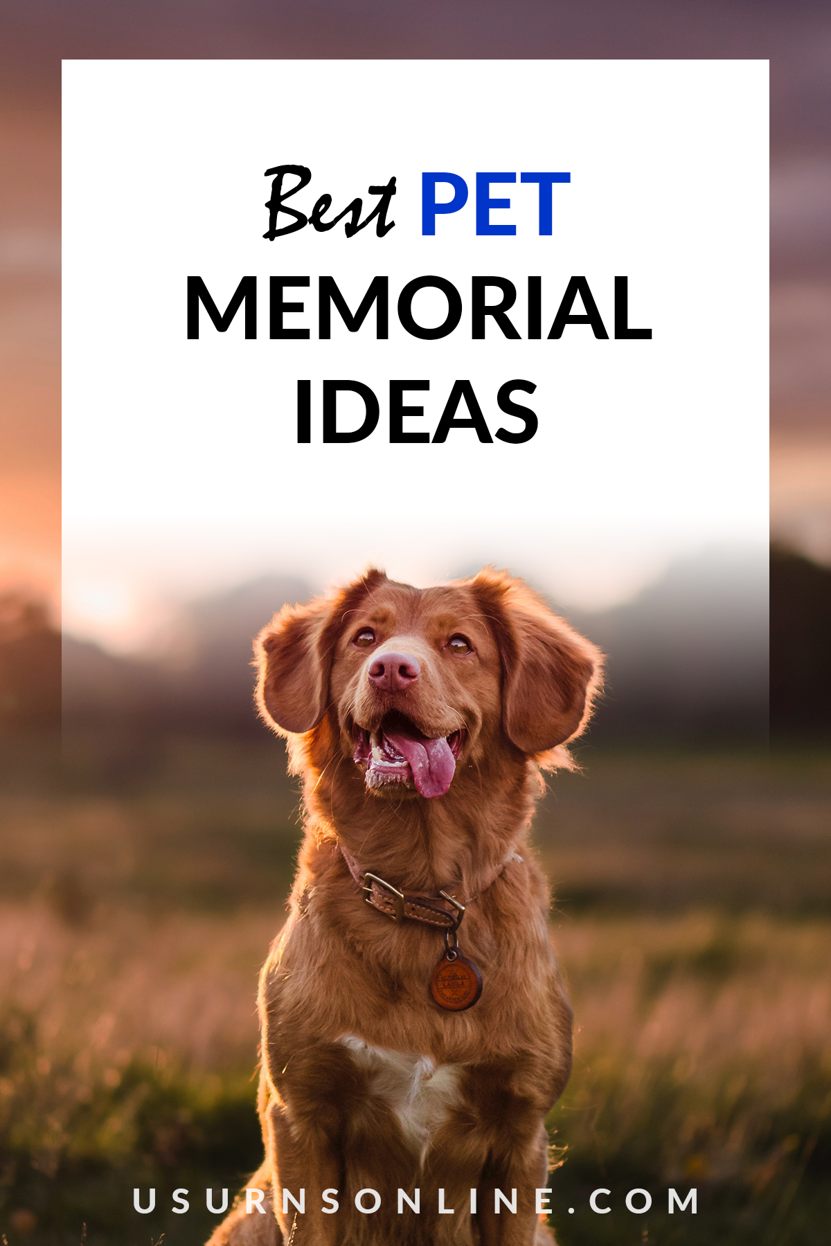 pet memorials - feature image