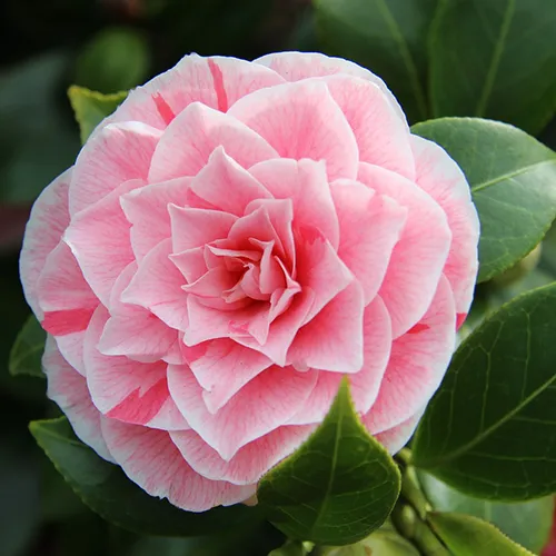 traditional funeral flowers