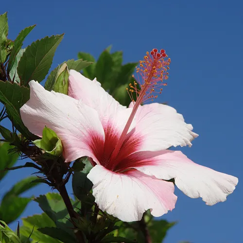 flowers for women's funeral