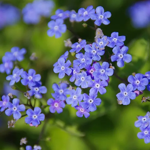 small flowers for funerals