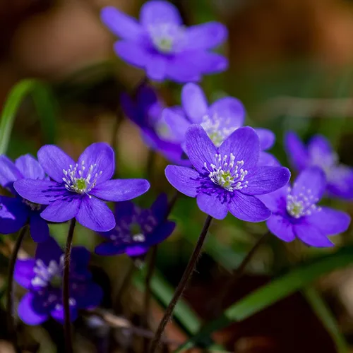 meaning of violets at funerals