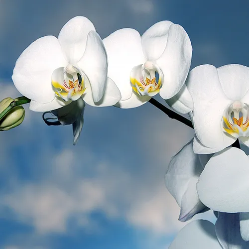 elegant funeral flowers