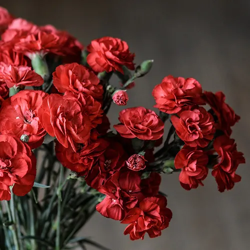 Meaning of Carnations and Death