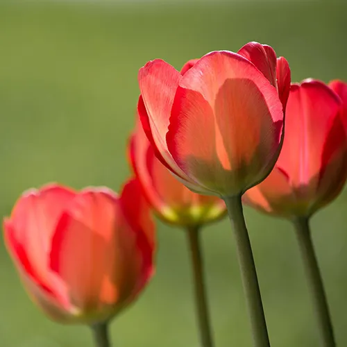 Red and White Funeral Flower Meaning