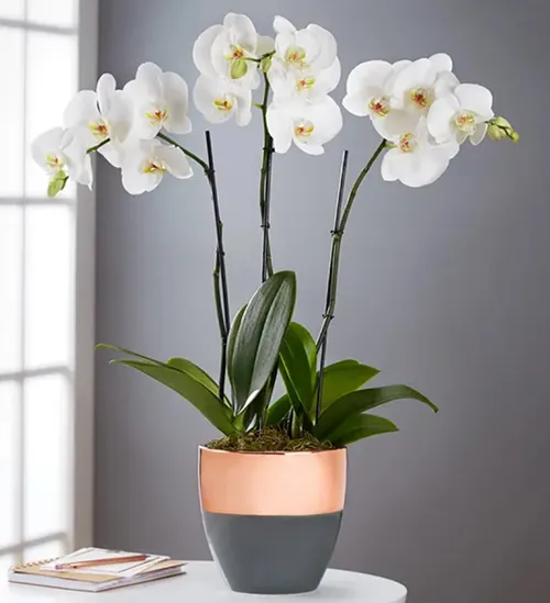 Bliss White Orchid